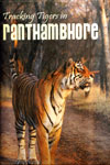 Tracking Tigers in Ranthambhore 